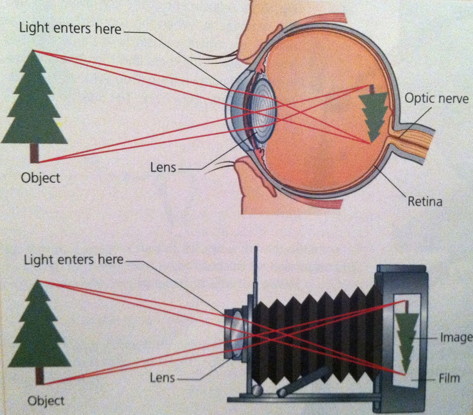 Camera and Eye