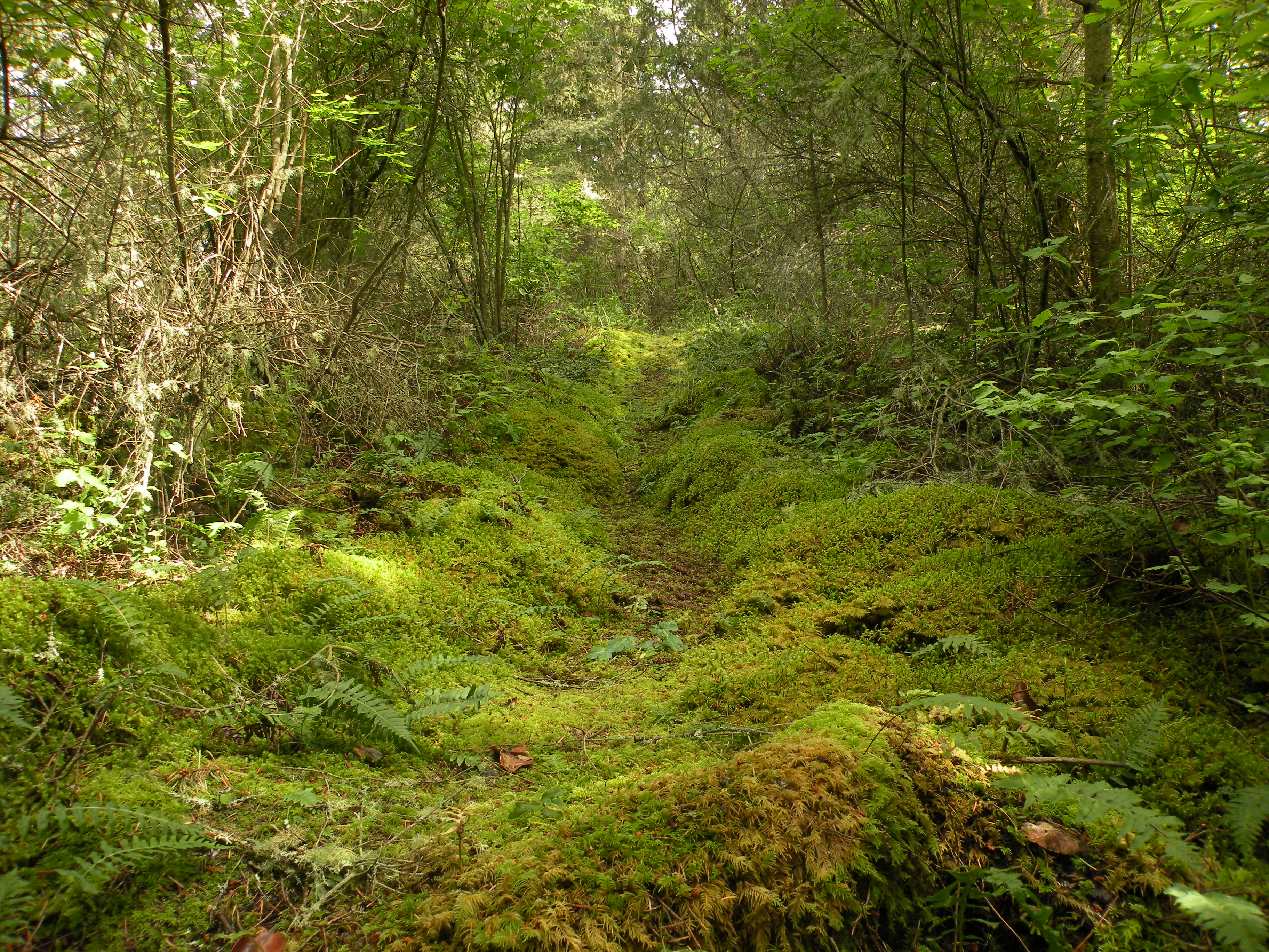 Mossy Trail