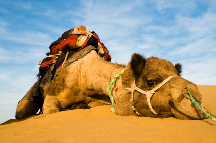 http://discoveryoursolutions.com/images/straw_broke_camel_back.jpg